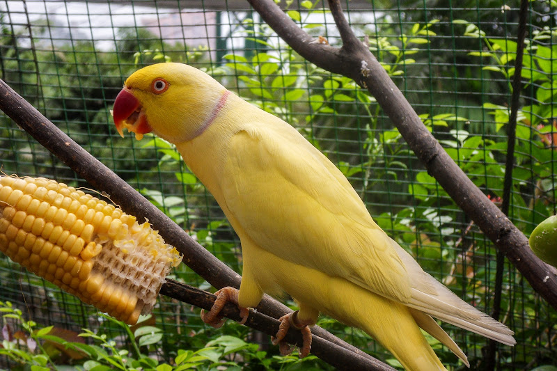 Парк птиц в Куала Лумпур